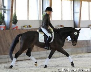 Fred vom Jupiter on the long rein: the CSW auction horses are worked in a relaxed way according to their age