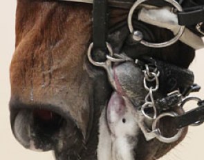 Sisther de Jeu is one of very few horses that wear a "lip strap" in competition. The straps prevents her from grabbing the lever arms with her lip