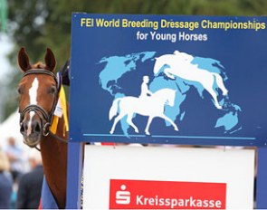 2011 World Young Horse Champion Woodlander Farouche peeps from behind the award board