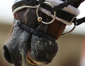 The flash noseband (with crank) is the most commonly used noseband in dressage :: Photo © Astrid Appels