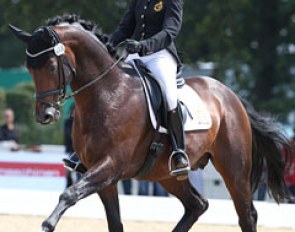 Belgian Larissa Pauluis on Don Massimo (by Don Larino x Santander H). Super elegant horse but he was spooky and tense in walk (got a too low 5.0 for walk) and canter. Not enough lightness. Pity