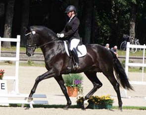 Jana Freund on Philippe and Jule Jorissen's 3-year old licensed stallion Special Agent Amour (by San Amour) :: Photo © Horsepics