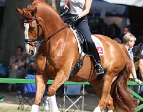 Laura Bechtolsheimer schooling Mistral in a snaffle in the morning. Perfect image of relaxation and looseness. One thing is missing: a helmet!!