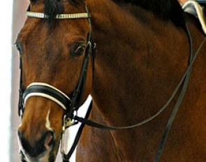 The number one horse of the barn: Eremo del Castegno (by Rohdiamant x Weltmeyer)