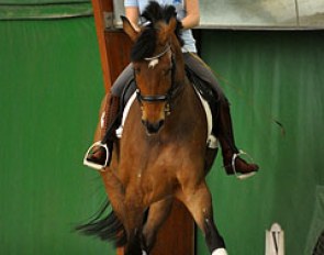 Lateral movements such as leg-yielding or shoulder-in are essential to improve a horse's suppleness
