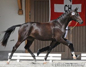 Show Girl, 2012 Swiss Warmblood Mare Champion :: Photo © Elisabeth Weiland