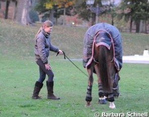 A late afternoon grazing session