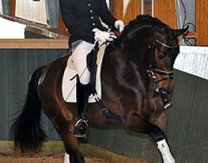 Tessa Frank presenting the recently saddle broken 3-year old Romulus von Nymphenburg (by Rock Forever)