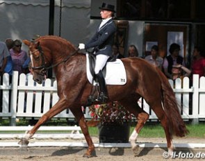 Annika Slüter on the Hanoverian Rosenrot (by Royal Blend x Wolkenstein III)