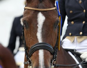 Jorinde Verwimp's Tiamo wears a cute Belgian flag ribbon to the prize giving