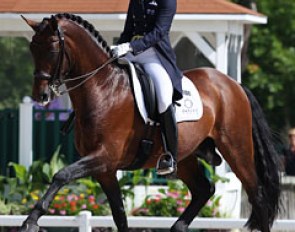 Australian Olympian Lyndal Oatley recently had her top horse Sandro Boy gelded. On this photo the stallion is still intact at competition at the 2012 CDI Compiegne in June :: Photo © Astrid Appels