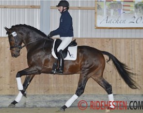 Erlando (by Jazz x Rhodium x Juventus) :: Photo © Ridehesten