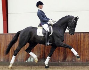 Sezuan (by Romanov x Don Schufro) :: Photo © Ridehesten.com