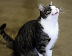 Giepetto, the vocal tomcat