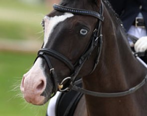 Nice Blue Eyes is super photogenic