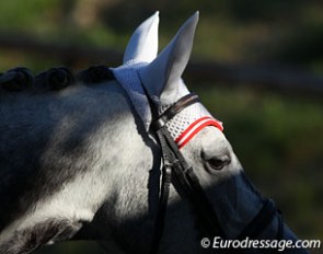 Arty morning sunshine on Sappori's face