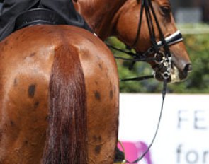 Capriciella, a chestnut leopard?!