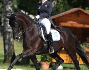 Another Don Frederico x Warkant veering between genius and madness. The black mare refused to enter the arena. After a few minutes Elin got her going and did a reasonable test. This mare is one of the most talented horses at the show!