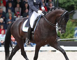 Swedish Elin Aspnas had a challenging 2012 European YR Championships aboard her sensitive mare Donna Romma. The Don Frederico x Warkant offspring was difficult to convince to enter the arena, but did the job after all