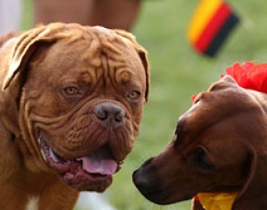 Lots of dogs in Berne!