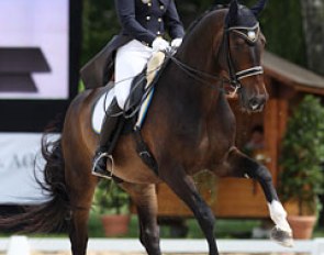 Another Swedish top horse: Tove Melin's Dawson (by Dark Rubin x Akzent II)