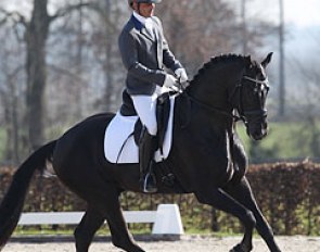 Ferenc Damen on Cayenne (by Johnson x Rousseau). The black stallion appeared a bit green and unfocused but definitely has much potential and room for growth