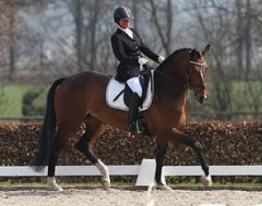 Wendy den Hartog on Britta Sollenburg (by Florencio x Inspekteur). The 6-year old bay is a lovely mare but the flying changes were far from confirmed