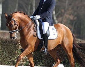 Marcel Heykamp on Captain Cooks (by Johnson x Dublin). The cute, compact chestnut gelding lacked stretch in the body and was ridden with too much collection. If he were to stretch more the total image would be much more appealing