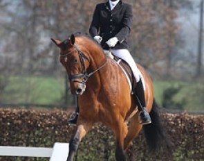 Emma van den Hooven on Beaumonde (by United x Fruhling). The bay was well presented and showed an active hindleg in trot. The walk had much understep but was limited in shoulder freedom. The flying changes were a bit plain
