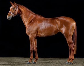 Zaladin MI at the 2012 Swedish Warmblood Stallion Performance Testing :: Photo © Marielle Andersson Gueye