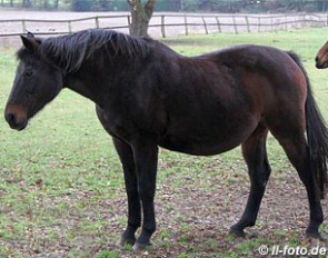 Loretta in 2012.  The 25-year old mare is dam to licensed stallions Sandro Hit, Diamond Hit and Royal Hit :: Photo © LL-foto.de