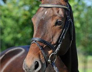 Stern von Nymphenburg (by Sir Donnerhall x D'Accord)