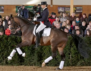 Sungold at a Gestut Tannenhof Stallion Show :: Photo courtesy Tannenhof