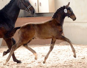 His Highness (by Wynton x Fabriano x Donnerhall) :: Photo © Kevin Sparrow