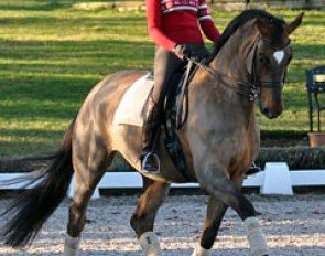 Erin on her junior rider's horse Fleurie (by Florestan x Akzent II)