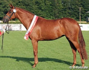 Dimma (by Dimaggio x Rubinstein) :: Photo © LL-foto.de