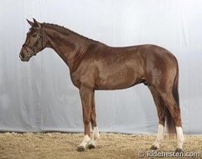 Believe Me (by Furst Grandios x Prince Mab xx x Miami Springs xx) :: Photo © Ridehesten