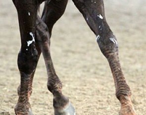 Wrinkled hair on legs in a half pass