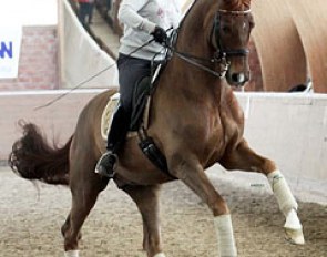Ellen Schulten-Baumer on her rising Grand Prix horse Don Frederik, a 10-year old Hanoverian gelding on Don Frederico x Furioso II