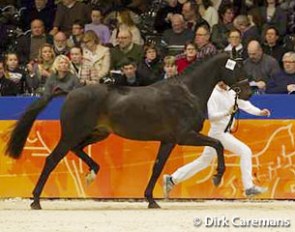 Exellent (by Negro x Tenerife) at the 2012 KWPN Stallion Licensing :: Photo © Dirk Caremans