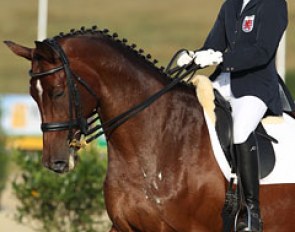 Luxembourg's FEI pony rider Fabienne Claeys gathered her first junior rider's CDI show experience in Leudelange on Trakehner Arthur M