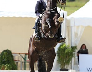 Siep and W Punkt struggled with the submission as the tall black gelding was in no mood for competition