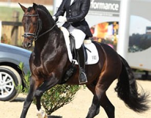 Katrien Verreet on the Oldenburg licensed Bailamos Biolley (by Sir Donnerhall x Florestan)