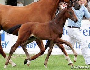 The champion colt by Franziskus x Quaterback