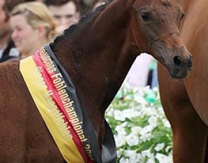 The 2012 German Colt Champion by Franziskus x Quaterback :: Photo © LL-foto.de