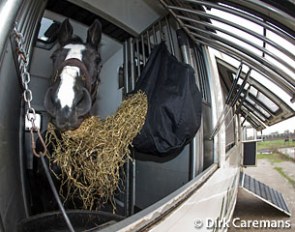 Horse ready for transport :: Photo © Dirk Caremans