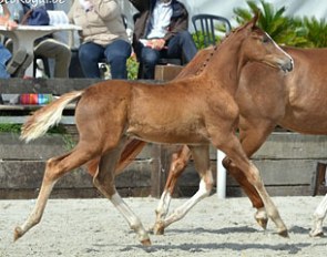 Marac M (by Charmeur x Krack C) at the 2012 BWP Foal Championship :: Photo © Foto Royal