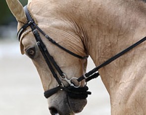 Mandy van den Hoek's Sir Donnerwind (by Donnertraum)