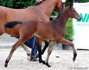 Furstenball x Sir Donnerhall x Weltmeyer colt
