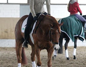 Ingrid deals with a shy Liostro in preparation of the obedience jump. She allows the horse to sniff the jump and look at it